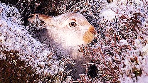 How does a hare prepare for winter, what does he do to survive?