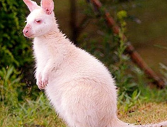 Kontakt dyrehage "White Kangaroo": beskrivelse, funksjoner og anmeldelser