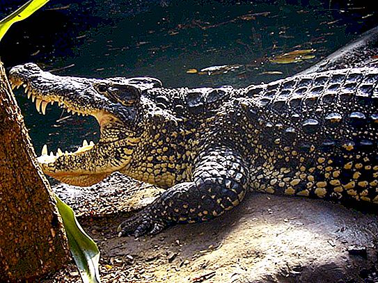 Kubanski krokodil: opis, rasprostranjenost, stanište i način života