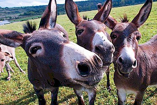 A mule is an animal bred by man. The origin of the mules. Mules are 
