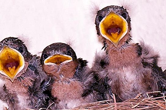 Swallow chicks: fitur pertumbuhan dan perkembangan