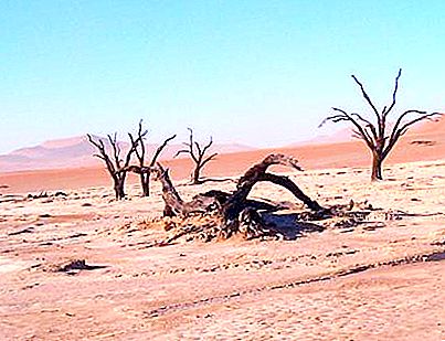Пустиня: екологични проблеми, живот на пустинята