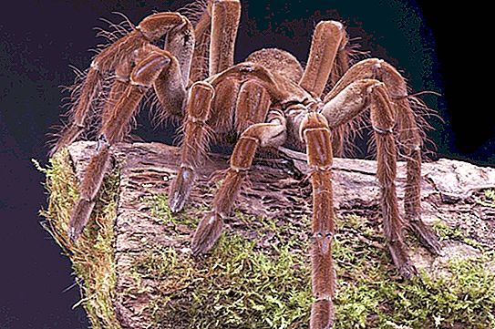 La plus grande araignée du monde