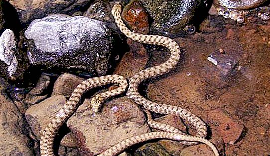 Szachowy wąż: opis, zdjęcie