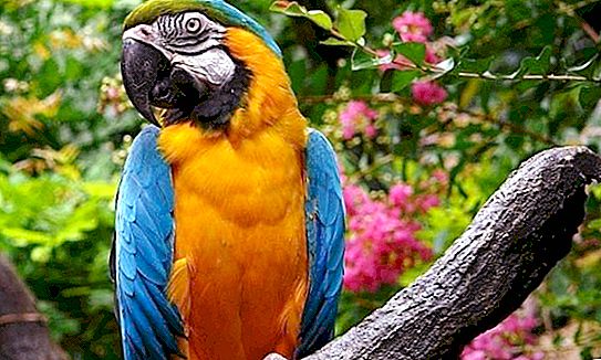 How many years does a parrot live at home?