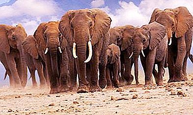 アフリカ象とインド象：主な違いと類似点