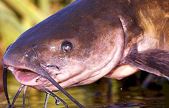 Pesce gatto comune: caratteristiche e classificazione