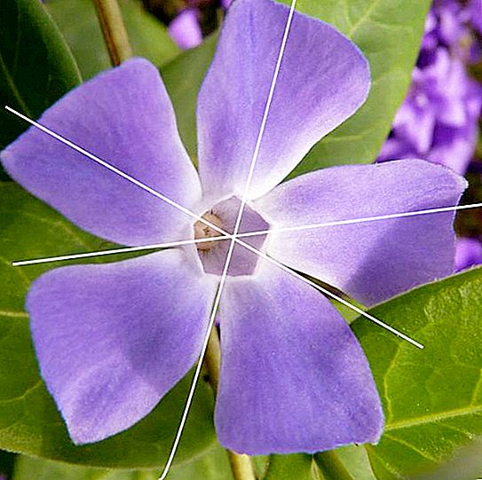 Floare asimetrică, zigomorfă și actinomorfă: o scurtă descriere