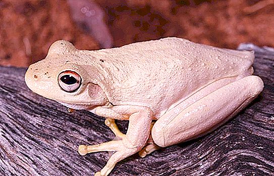 Австралийска дървесна жаба: вид, съдържание, грижа