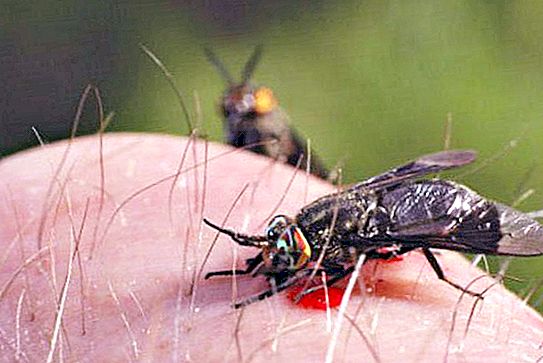 Bull horsefly: description, features and habitat