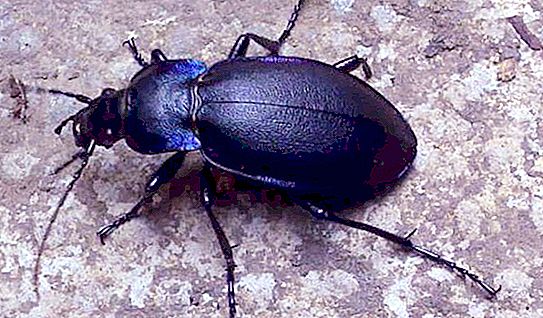 Bombardier (beetle): description