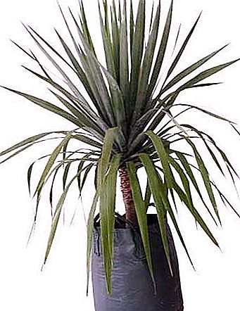 Dragon Tree - Mahiwaga Tropic Plant