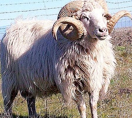 Phraseologism "like a ram at a new gate" - meaning and origin