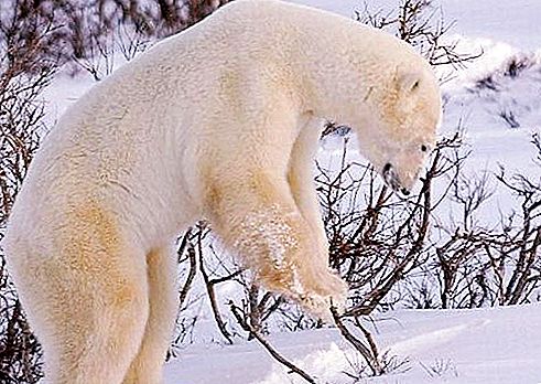Gigantisk isbjørn: beskrivelse og habitat