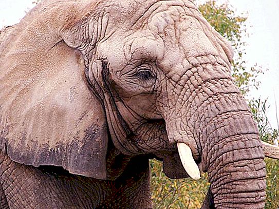 Berapa tinggi maksimum gajah Afrika di pundak?
