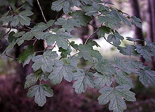 What types of maple are the most common?