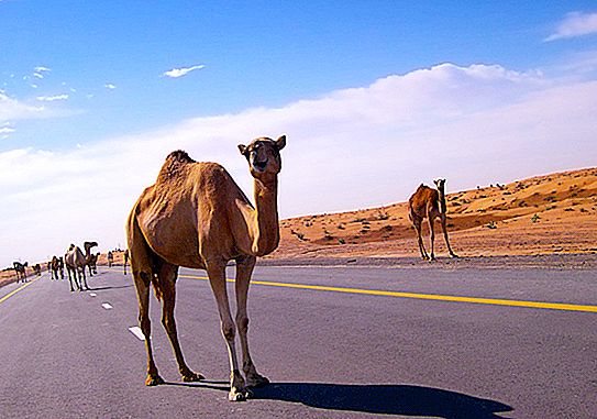 Desert Ship: 19 ja yksi mielenkiintoinen tosiasia kamelasta