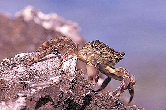 Black Sea krabba: storlek, vad den äter, beskrivning