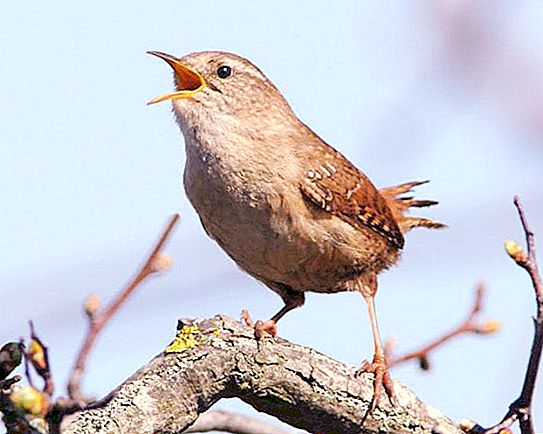 Zaunkönig - ein Vogel mit klarer Stimme. Aussehen und Verhalten des Zaunkönigs