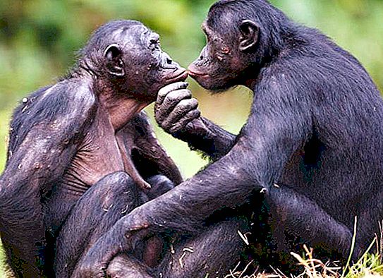 Bonobo-apina - maailman fiksu apina