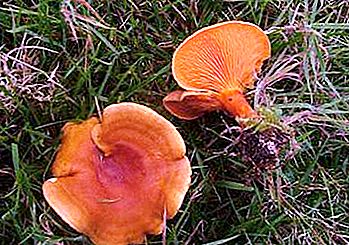 Je liškovitá houba nebezpečná?