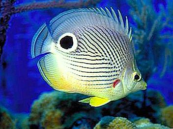 Butterfly fish - a visiting card of a coral reef