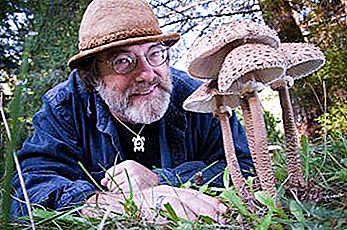 Die interessantesten Fakten über Pilze. Interessante Pilze der Welt