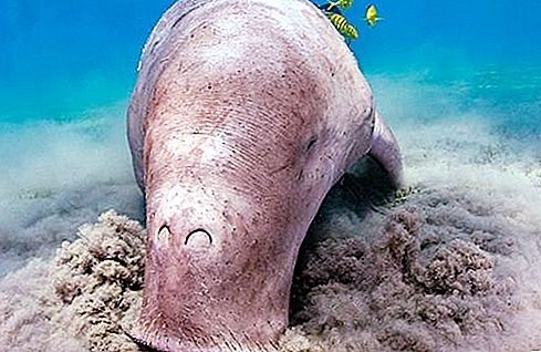 Unique inhabitants of the Pacific Ocean: dugong, holothuria, sea otter