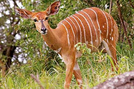 Rohatá antilopa: Druh Popis