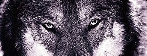 Lobos: tipos de lobos, descrição, personagem, habitat