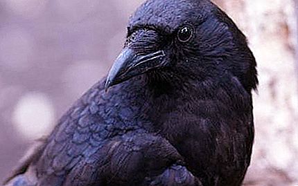 Raven. Berapa umur burung ini?