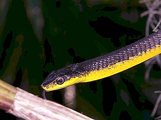 Serpent à ventre jaune dans la maison: conseils pour aménager le terrarium et le garder