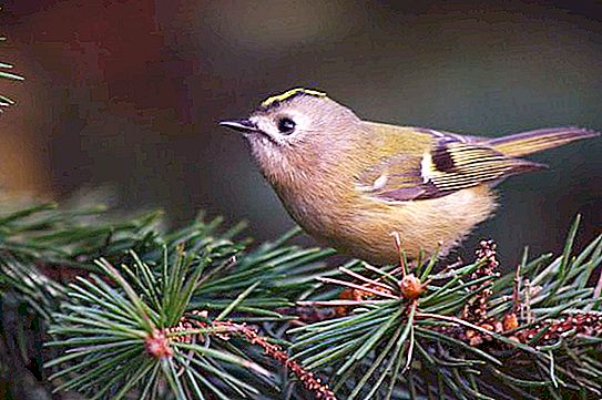 What is noteworthy is the bird of the kinglet? Everything you need to know about this songbird