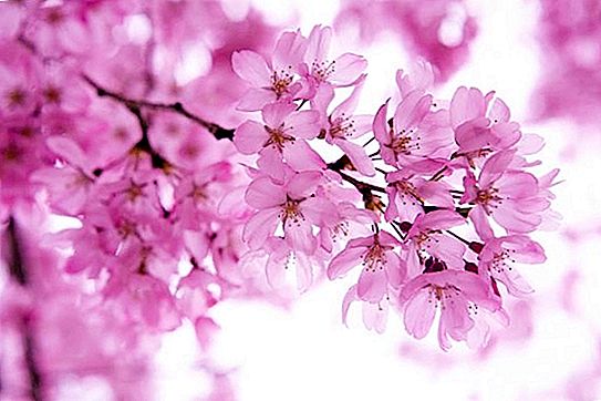 Čo je to sakura a ako to je drahé pre Japoncov