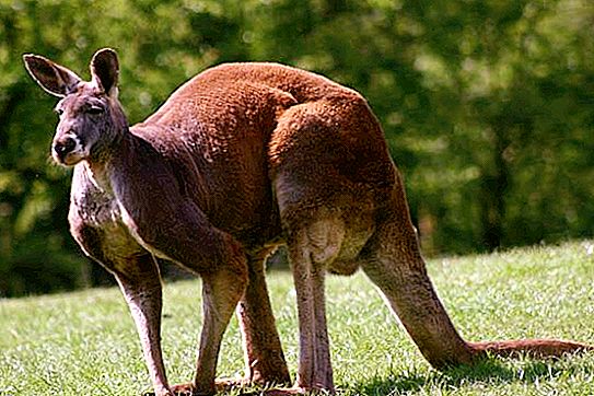 Kje živijo kenguruji? Njihov način življenja. Kako dolgo živijo kenguruji?