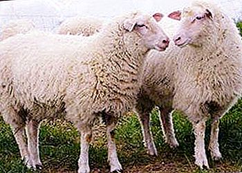 מעניין אם לכבשים קרניים?