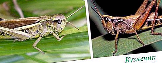 Kobilica - družina žuželk družine
