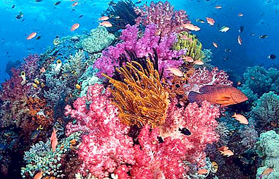 Coral is Coral natural: foto, preço
