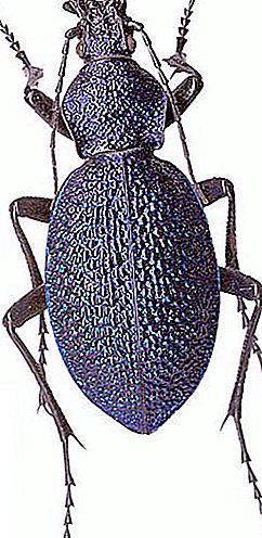 Siapa kumbang tanah Kaukasia?
