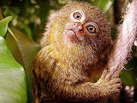 Νάνος μαϊμού: λίγο για τον τρόπο ζωής στη φύση και την αιχμαλωσία