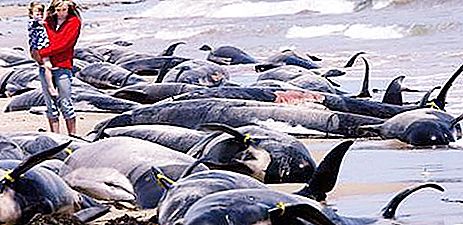 Espulsione di massa di balene per sbarcare. Perché le balene saltarono a terra?