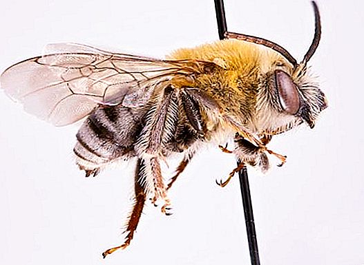 Villi tai kotimainen hunaja mehiläinen. Mehiläinen: lajit
