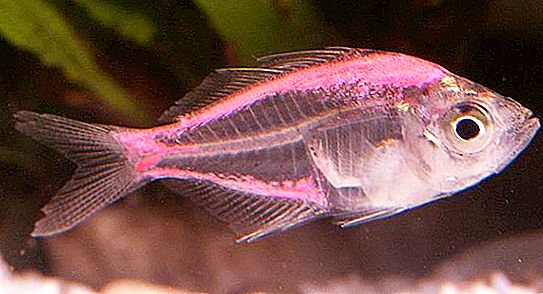 Staklena perjanica - akvarijska riba