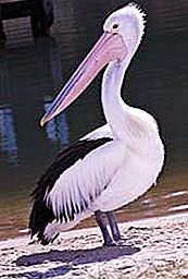 Pelican, burung: keterangan dan perihalan. Pink, hitam dan putih dan pelicans kerinting