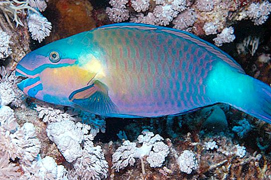 紅海の魚：説明と機能。 紅海の動植物