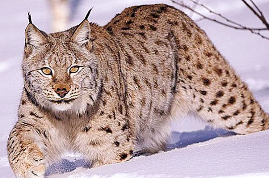 Lynx: egenskaper, beskrivning. Hur försvarar en lodjur sig från fiender?