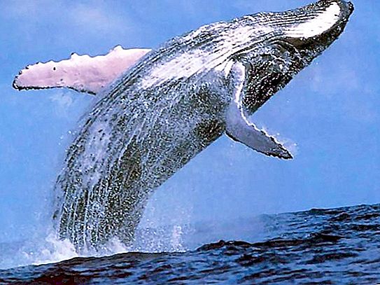 惑星の最大の動物：シロナガスクジラ