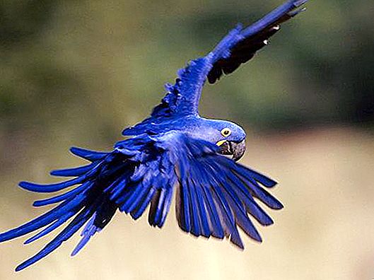 Blue Macaw dalam keadaan semula jadi dan domestik. Gambar burung kakak tua