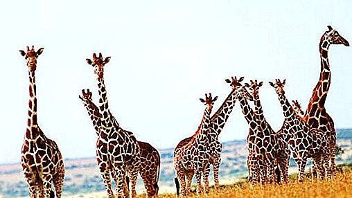 Колко жирафи имат шийни прешлени? Отговорът е тук!
