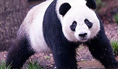 Ali bodo bambusovi gozdovi preživeli tam, kjer živijo pande?